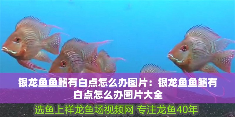 詳細閱讀:銀龍魚魚鰭有白點怎么辦圖片:銀龍魚魚鰭有白點怎么辦圖片大全 銀龍魚魚鰭有白點怎么辦圖片:銀龍魚魚鰭有白點怎么辦圖片大全