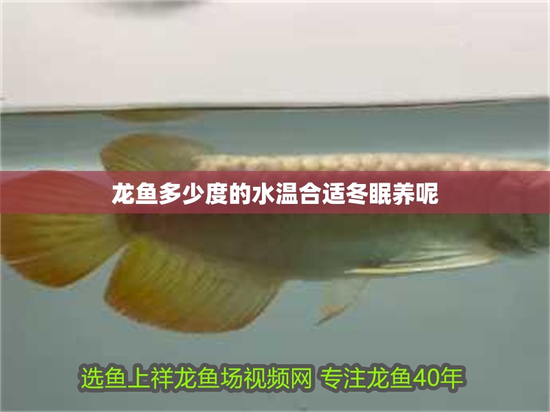 龍魚多少度的水溫合適冬眠養呢
