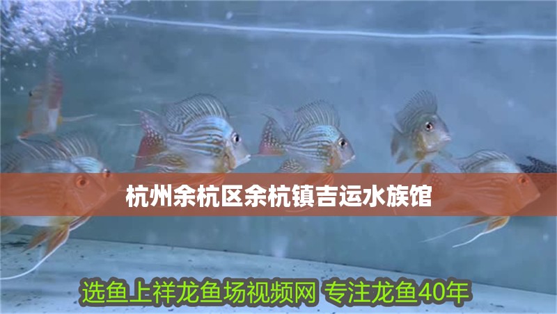 杭州余杭區(qū)余杭鎮(zhèn)吉運(yùn)水族館 全國水族館企業(yè)名錄 第2張 杭州余杭區(qū)余杭鎮(zhèn)吉運(yùn)水族館 杭州余杭區(qū)余杭鎮(zhèn)吉運(yùn)水族館 全國水族館企業(yè)名錄 第2張