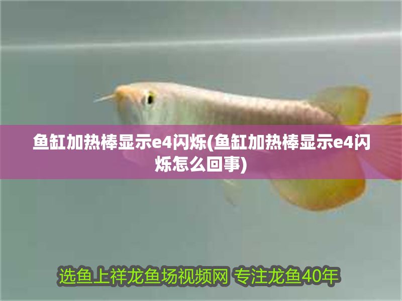 魚缸加熱棒顯示e4閃爍(魚缸加熱棒顯示e4閃爍怎么回事)