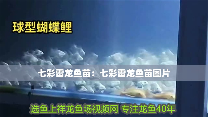七彩雷龍魚苗：七彩雷龍魚苗圖片