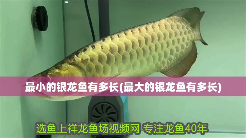 最小的銀龍魚有多長(最大的銀龍魚有多長)