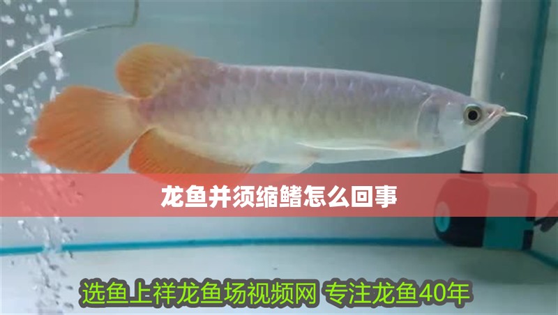 龍魚并須縮鰭怎么回事