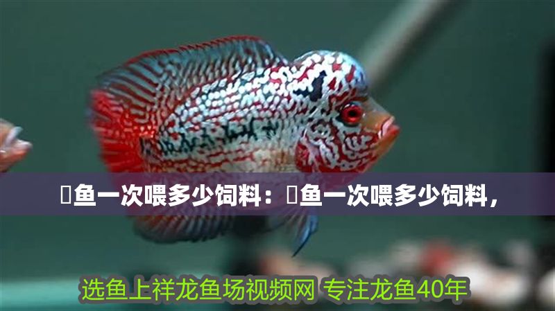 魟魚一次喂多少飼料：魟魚一次喂多少飼料，