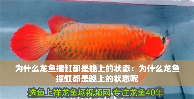 為什么龍魚撞缸都是晚上的狀態：為什么龍魚撞缸都是晚上的狀態呢