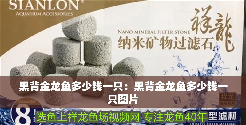 黑背金龍魚(yú)多少錢(qián)一只：黑背金龍魚(yú)多少錢(qián)一只圖片