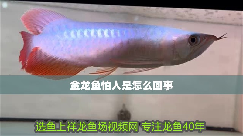 金龍魚怕人是怎么回事