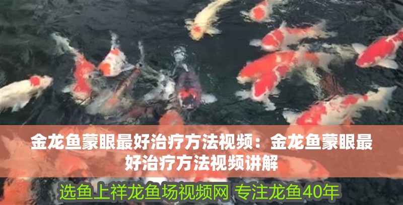 金龍魚蒙眼最好治療方法視頻：金龍魚蒙眼最好治療方法視頻講解