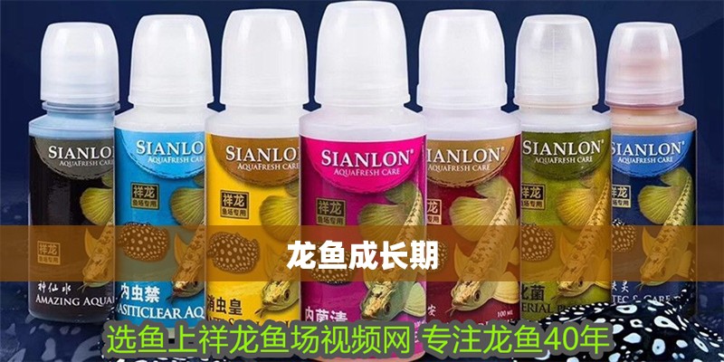 龍魚成長期