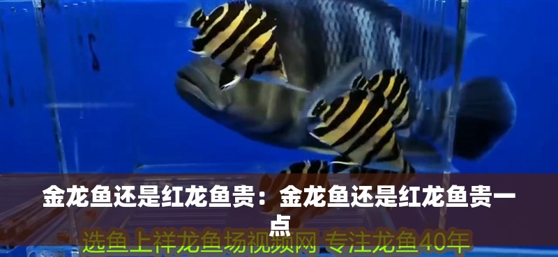 金龍魚還是紅龍魚貴：金龍魚還是紅龍魚貴一點
