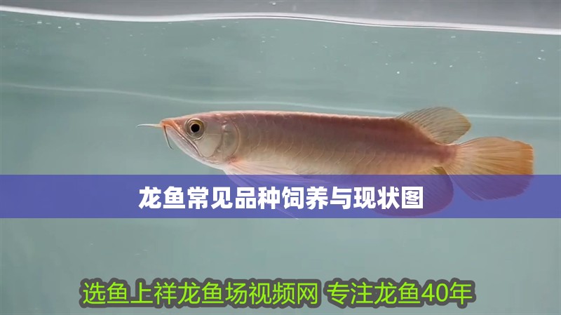 龍魚常見品種飼養(yǎng)與現(xiàn)狀圖