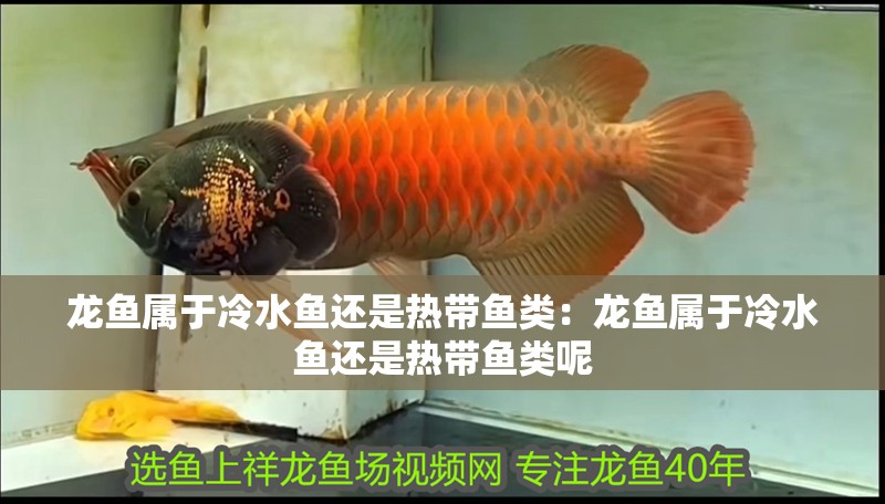 龍魚屬于冷水魚還是熱帶魚類：龍魚屬于冷水魚還是熱帶魚類呢
