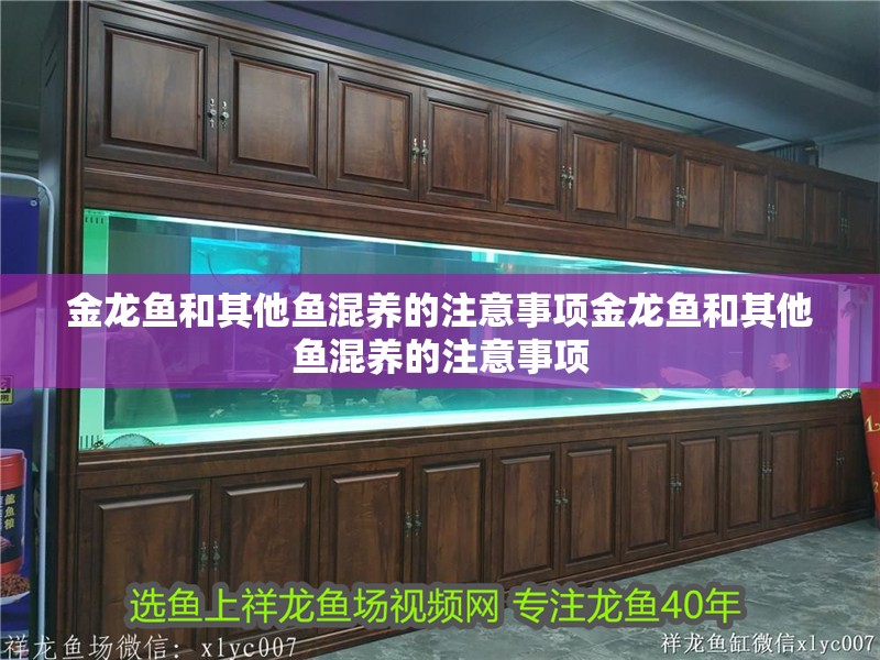 金龍魚和其他魚混養(yǎng)的注意事項金龍魚和其他魚混養(yǎng)的注意事項
