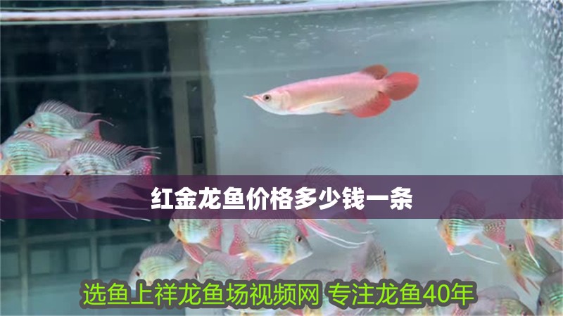 紅金龍魚價格多少錢一條 紅金龍魚價格多少錢一條 龍魚百科 第3張