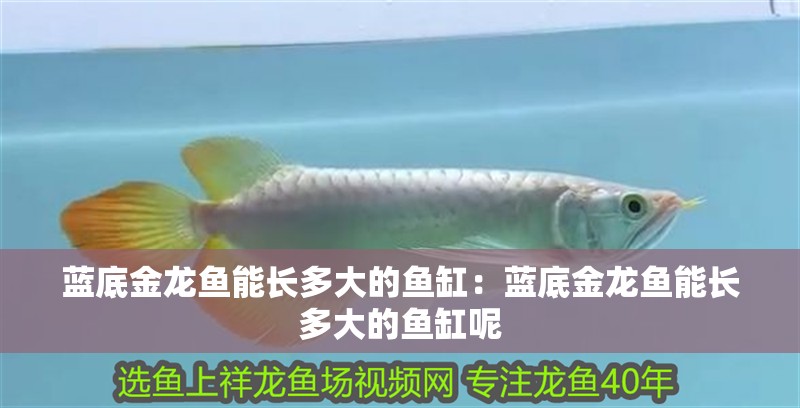 藍底金龍魚能長多大的魚缸：藍底金龍魚能長多大的魚缸呢