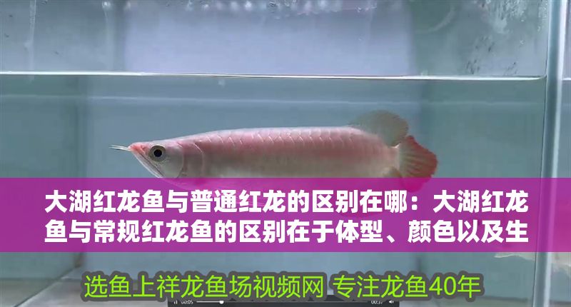 大湖紅龍魚與普通紅龍的區(qū)別在哪：大湖紅龍魚與常規(guī)紅龍魚的區(qū)別在于體型、顏色以及生活習(xí)性