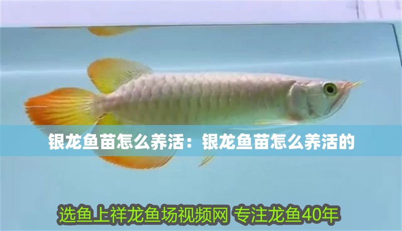 銀龍魚苗怎么養活：銀龍魚苗怎么養活的