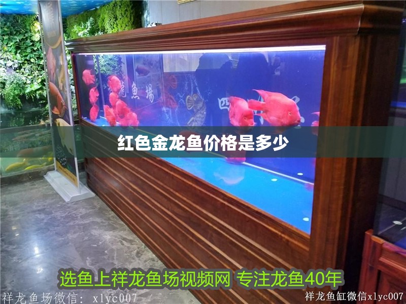 紅色金龍魚價格是多少