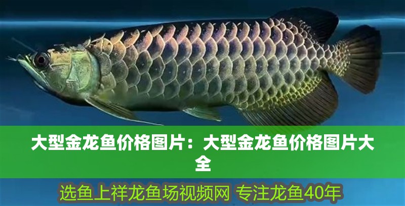 大型金龍魚價格圖片：大型金龍魚價格圖片大全