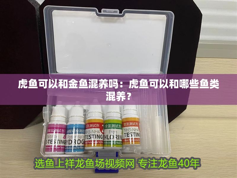 虎魚可以和金魚混養(yǎng)嗎：虎魚可以和哪些魚類混養(yǎng)？