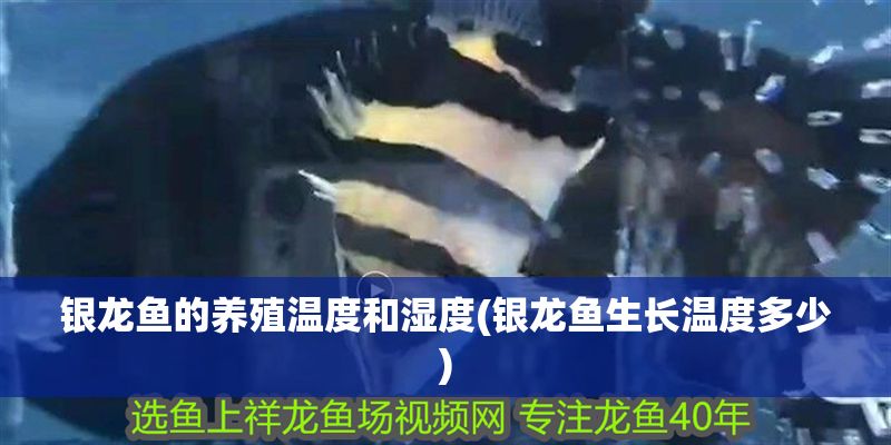 銀龍魚的養殖溫度和濕度(銀龍魚生長溫度多少) 銀龍魚的養殖溫度和濕度(銀龍魚生長溫度多少) 銀龍魚百科 第1張