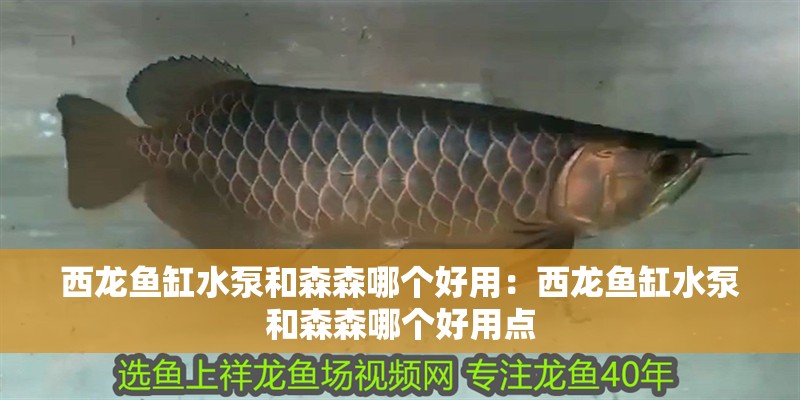 西龍魚缸水泵和森森哪個好用：西龍魚缸水泵和森森哪個好用點