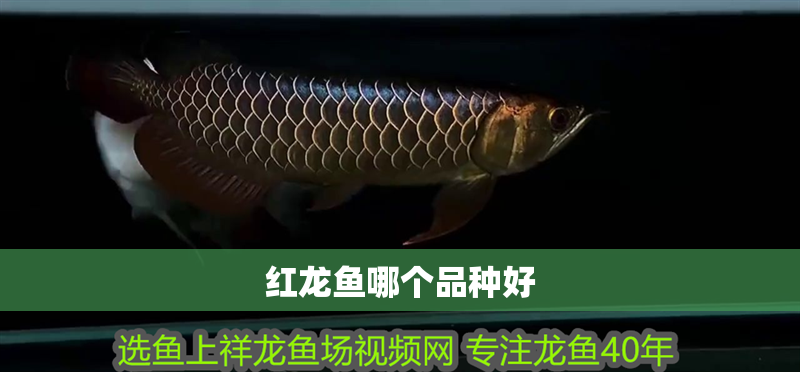 紅龍魚哪個(gè)品種好