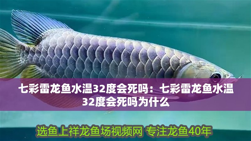 七彩雷龍魚水溫32度會死嗎：七彩雷龍魚水溫32度會死嗎為什么