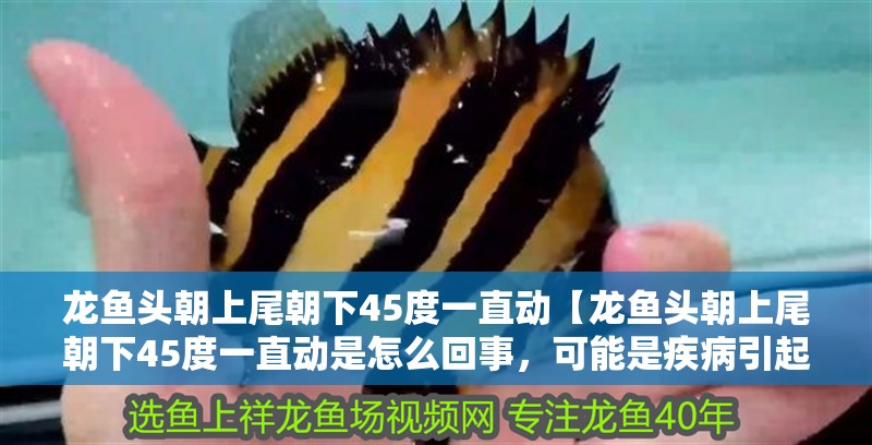 龍魚(yú)頭朝上尾朝下45度一直動(dòng)【龍魚(yú)頭朝上尾朝下45度一直動(dòng)是怎么回事，可能是疾病引起的】