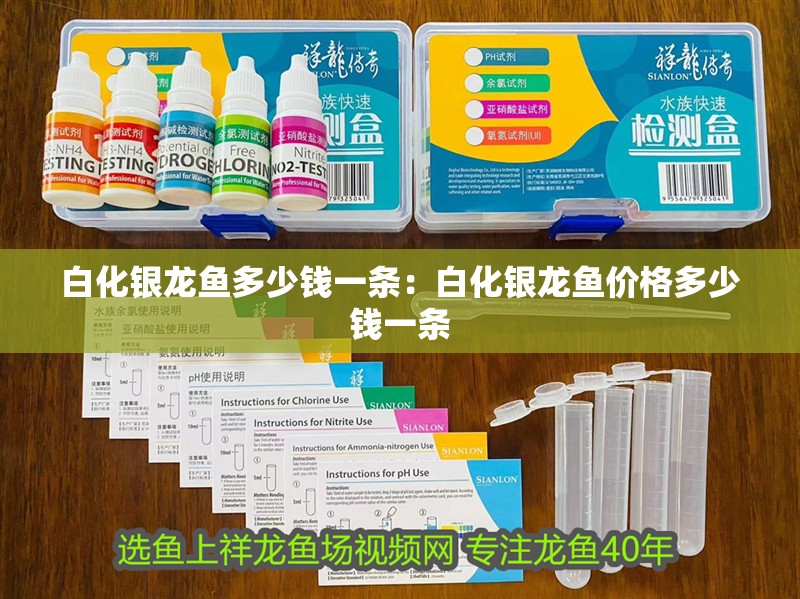 白化銀龍魚多少錢一條：白化銀龍魚價格多少錢一條