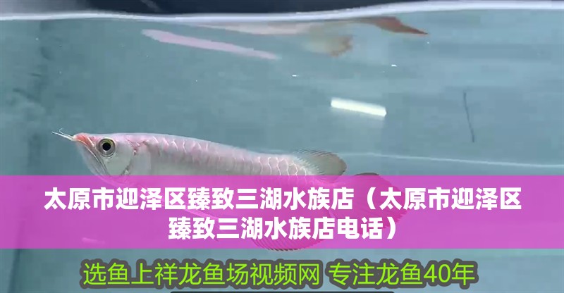 太原市迎澤區臻致三湖水族店（太原市迎澤區臻致三湖水族店電話）