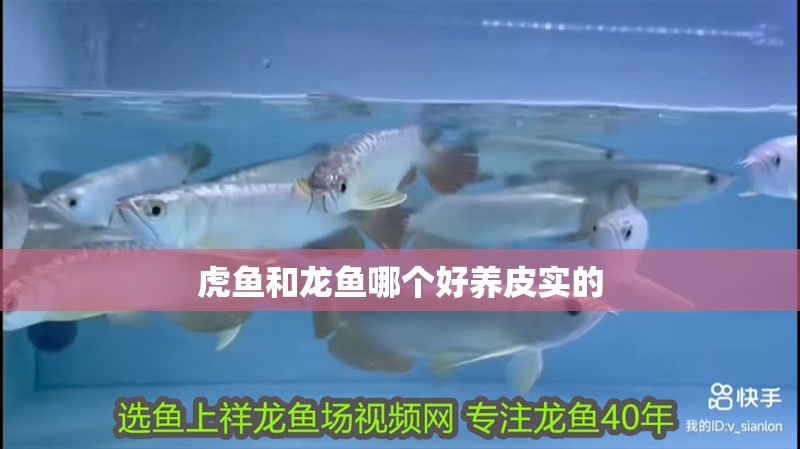 虎魚和龍魚哪個好養皮實的 虎魚和龍魚哪個好養皮實的 龍魚百科 第3張