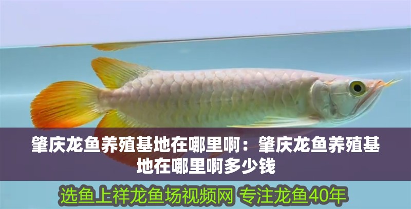 肇慶龍魚養殖基地在哪里?。赫貞c龍魚養殖基地在哪里啊多少錢