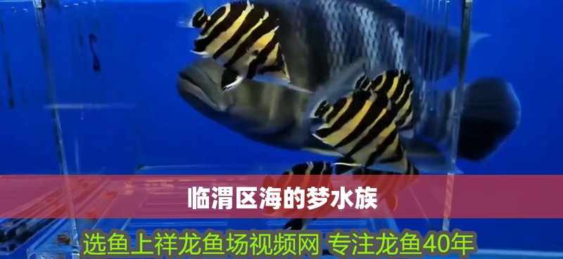 臨渭區海的夢水族