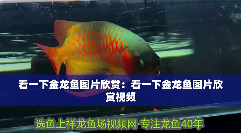 看一下金龍魚圖片欣賞：看一下金龍魚圖片欣賞視頻
