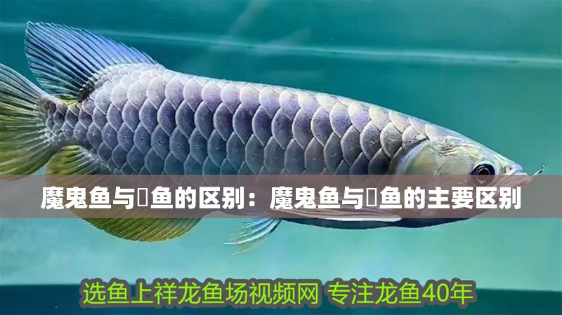 魔鬼魚與魟魚的區(qū)別：魔鬼魚與魟魚的主要區(qū)別
