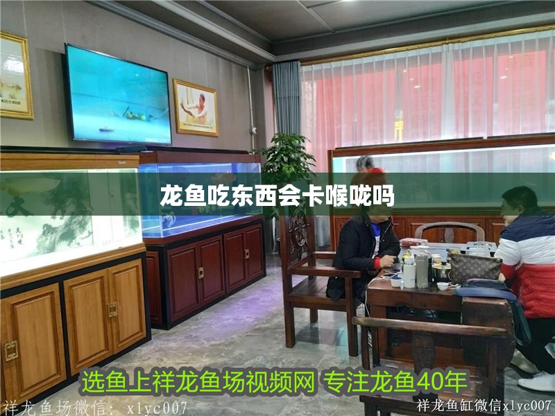 龍魚吃東西會卡喉嚨嗎 龍魚吃東西會卡喉嚨嗎 龍魚百科 第3張