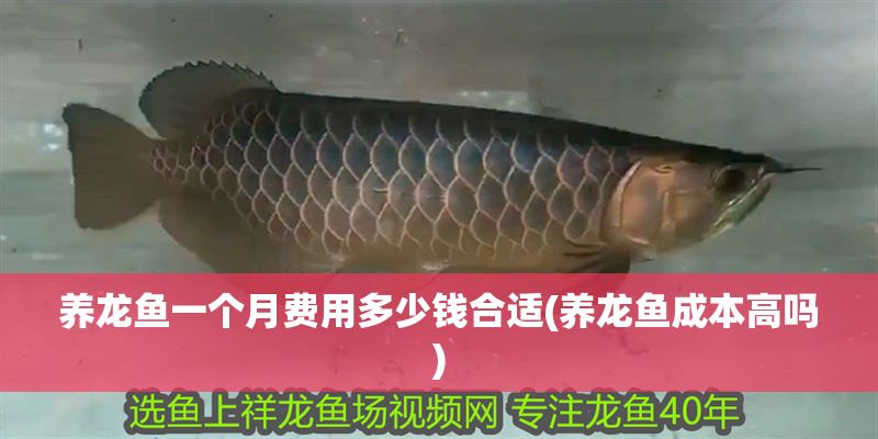 養(yǎng)龍魚(yú)一個(gè)月費(fèi)用多少錢合適(養(yǎng)龍魚(yú)成本高嗎)