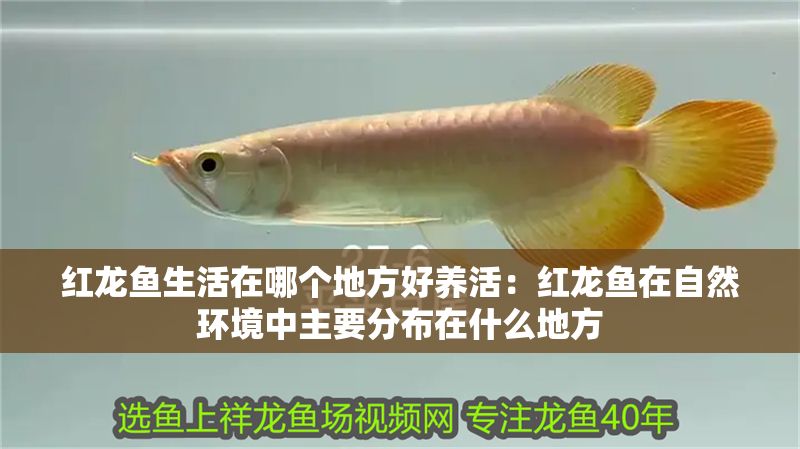 紅龍魚生活在哪個地方好養活：紅龍魚在自然環境中主要分布在什么地方