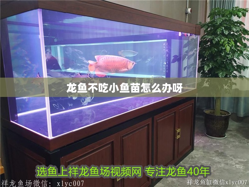 龍魚不吃小魚苗怎么辦呀