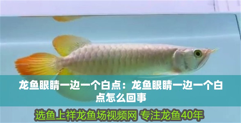 龍魚眼睛一邊一個白點：龍魚眼睛一邊一個白點怎么回事