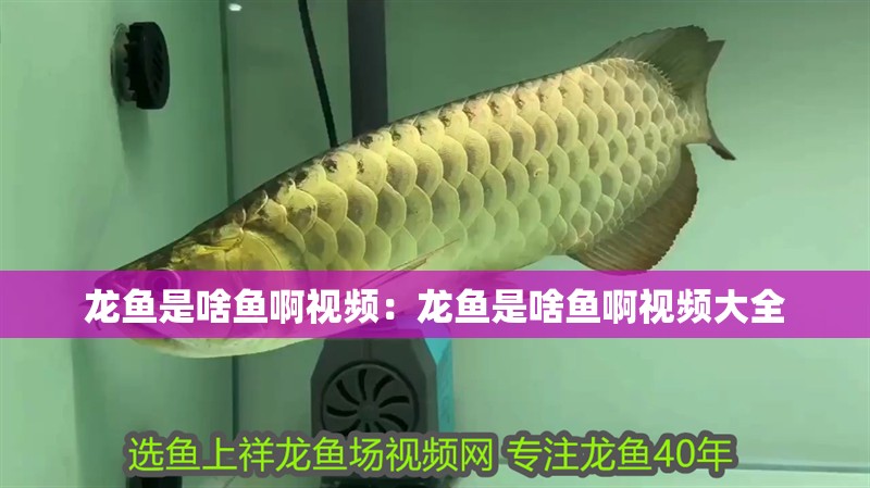 龍魚是啥魚啊視頻：龍魚是啥魚啊視頻大全