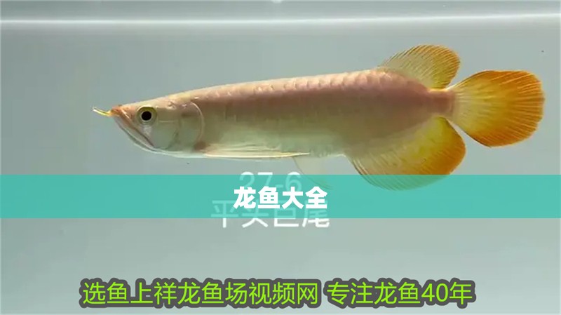 龍魚大全