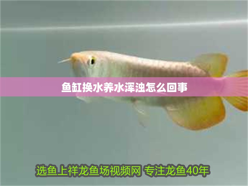 魚缸換水養水渾濁怎么回事