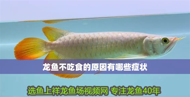 龍魚不吃食的原因有哪些癥狀
