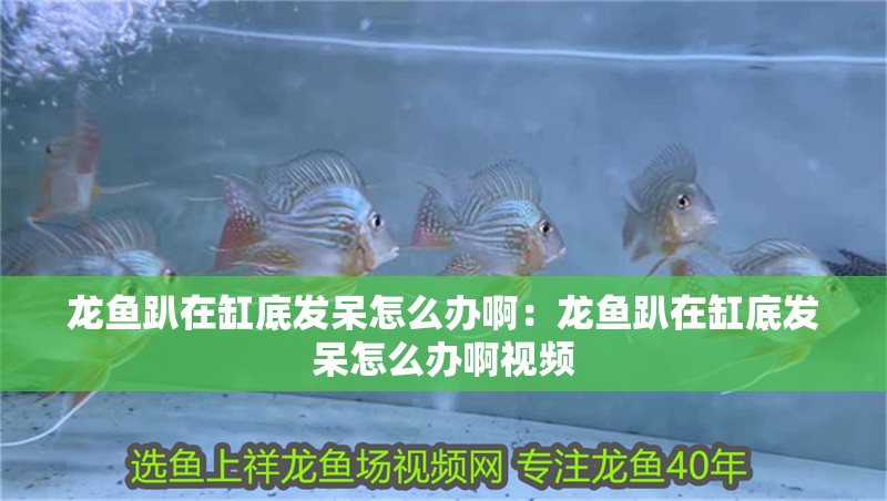 龍魚趴在缸底發(fā)呆怎么辦啊：龍魚趴在缸底發(fā)呆怎么辦啊視頻
