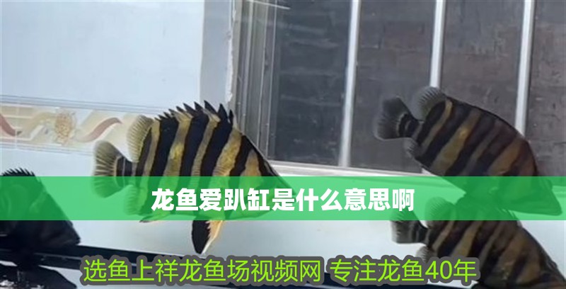 龍魚愛趴缸是什么意思啊