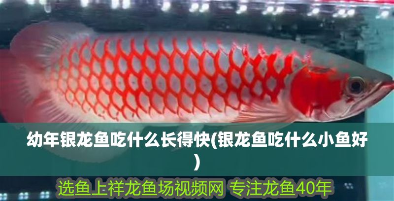 幼年銀龍魚吃什么長得快(銀龍魚吃什么小魚好)