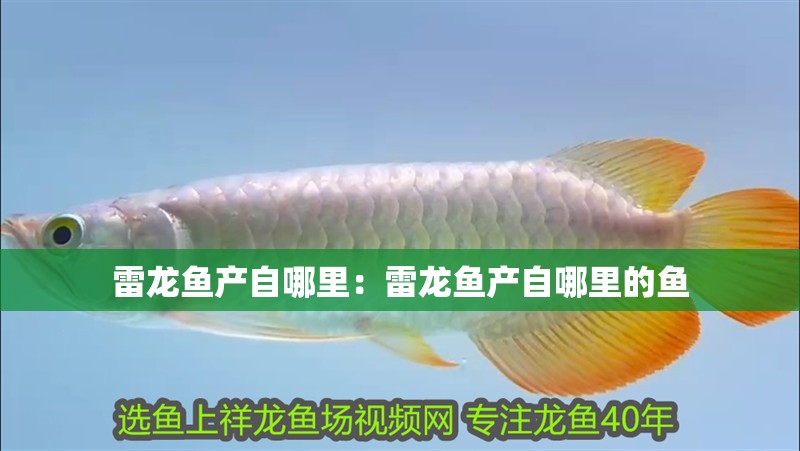 雷龍魚產自哪里：雷龍魚產自哪里的魚