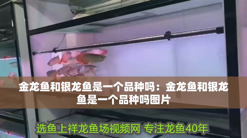 金龍魚和銀龍魚是一個品種嗎：金龍魚和銀龍魚是一個品種嗎圖片